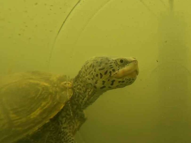 6 Diamondback Terrapin captured swimming in at the Phase 1 oyster reef