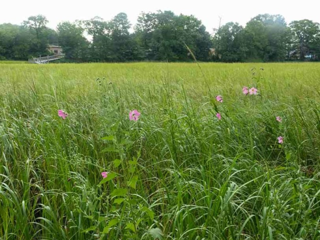 7 Restored wetland at Princess Anne High School with native plants
