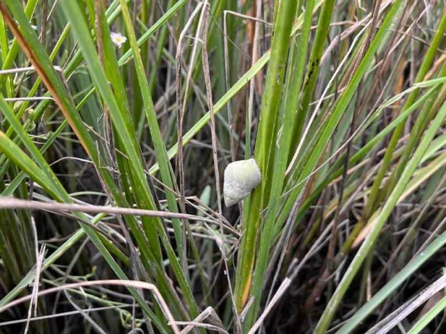 8 A periwinkle snail on spartina cordgrass in a restored wetland